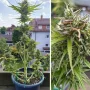 Cannabis seeds Auto Candy Bubatz XL® NEW! from Dutch Passion